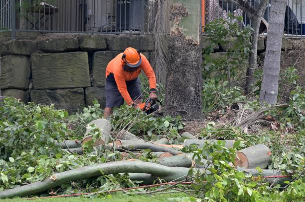 How Our Tree Care Process Works  in  Poughkeepsie, NY